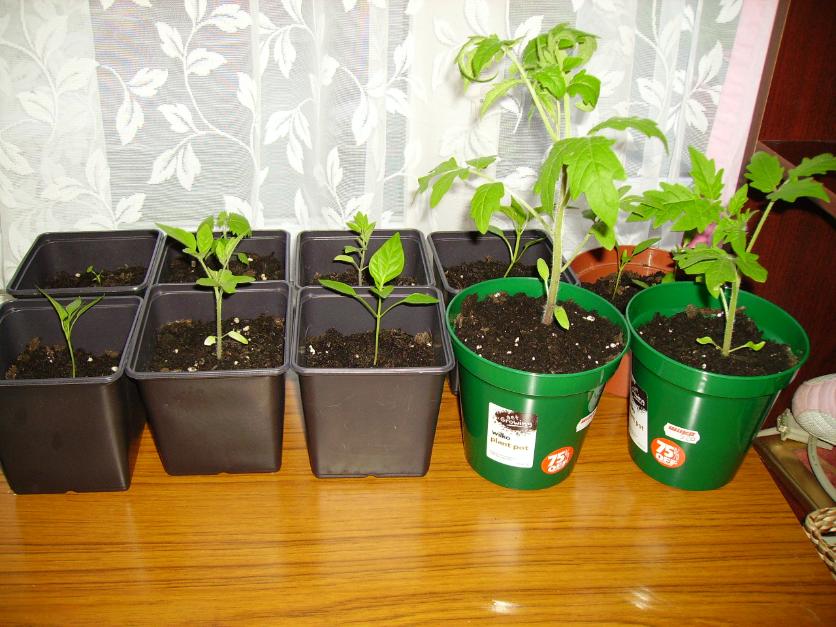 Tomato seedlings, pepper seedlings, strawberry seedling.